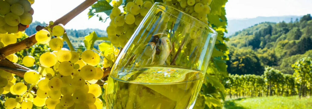 Gro artige Weine F r Weintourismus Und Weinproben